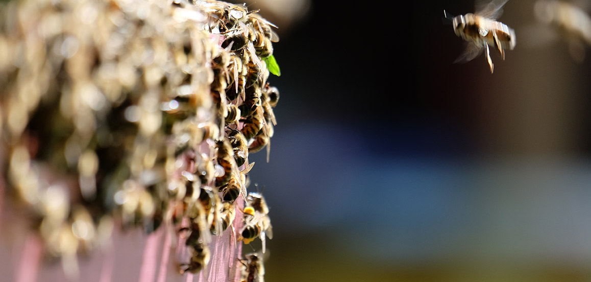 propolis nature